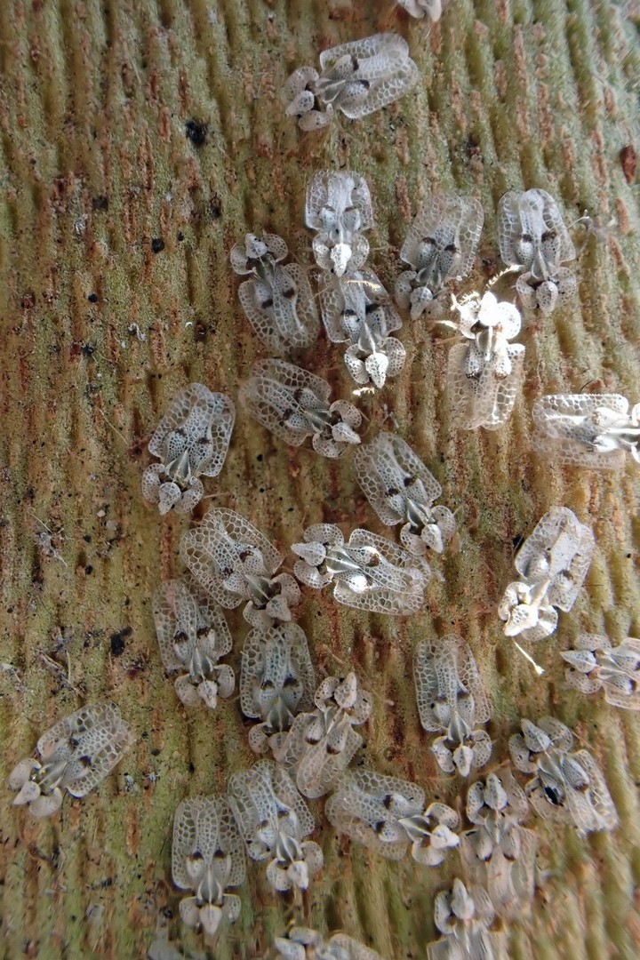 Nová záhrada - sietnička platanová